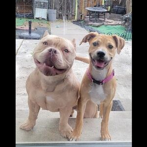 Premium Pink Nylon Dog Collar - Durable Pet Accessory